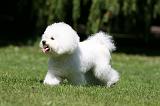 BICHON FRISE 575